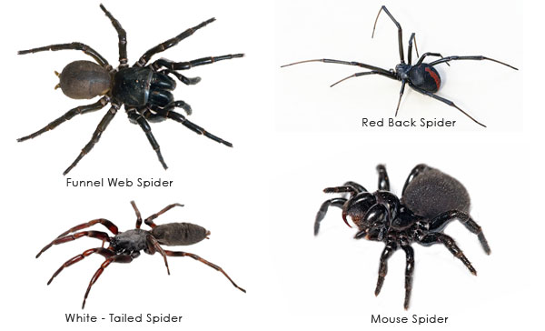 australian spiders