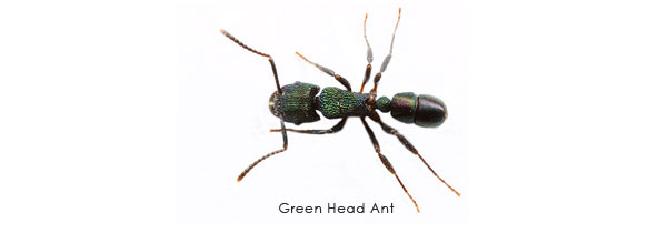 green head ants